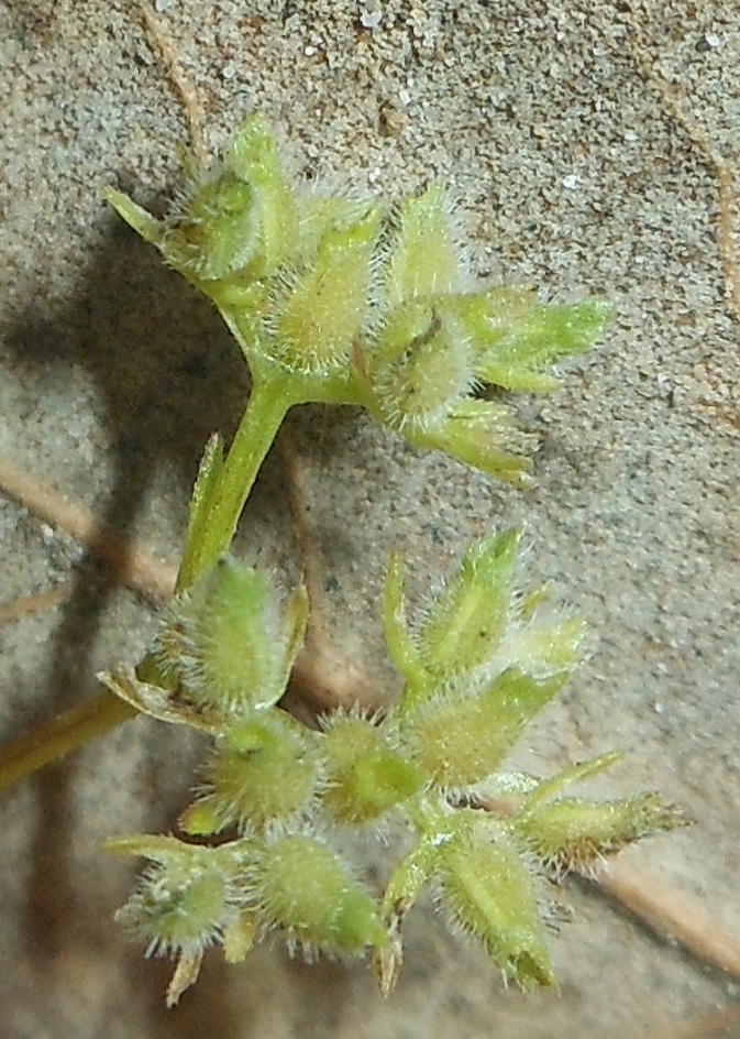 Valerianella dentata (L.) Pollich / Gallinella dentata